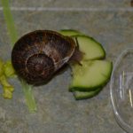 Schnecken AG