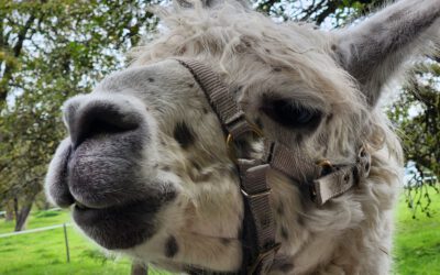 Lamaglück im Lehrerkollegium der Landernschule